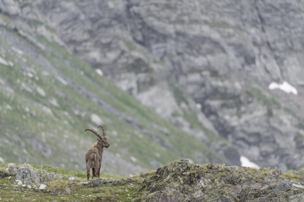 阿尔卑斯野山羊王国图片下载