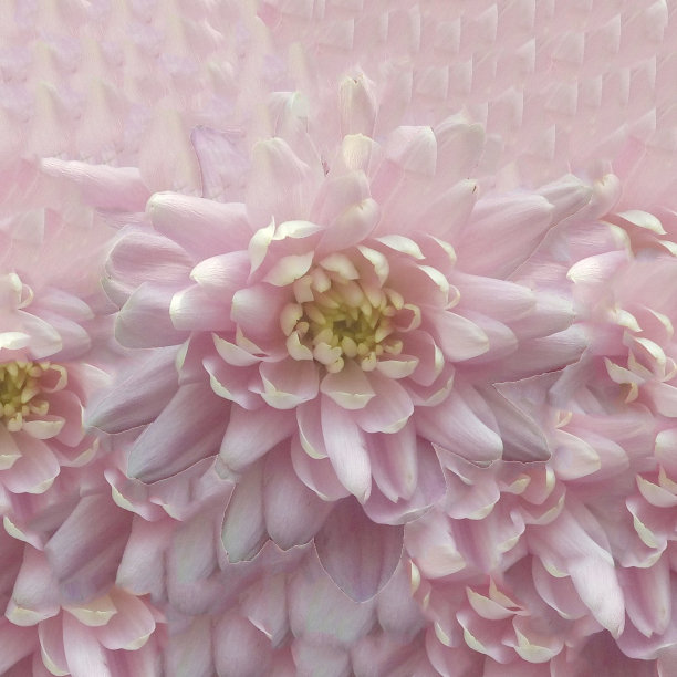 粉红色菊花花瓣的抽象背景。花的背景。图片下载