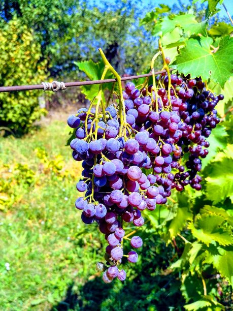 家里花园里成熟的葡萄图片下载