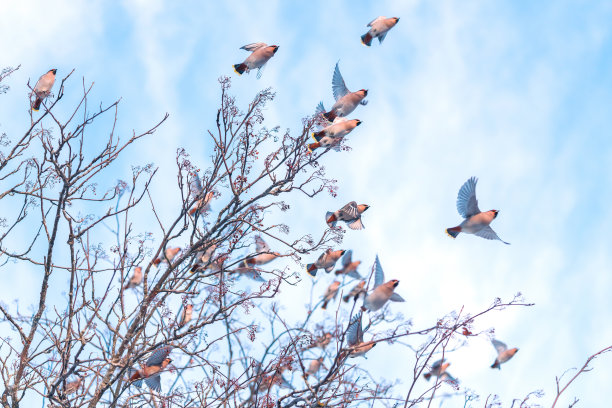 春天，一群蜡翼鸟在蓝天的映衬下从树枝上起飞图片下载