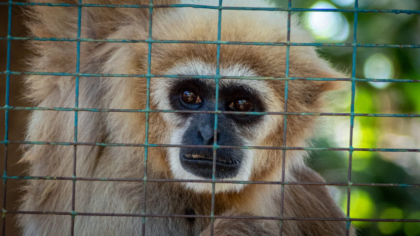野性自然的力量图片下载