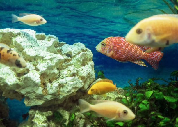 紫萼兰:红色焦点与矮化的紫萼图片下载