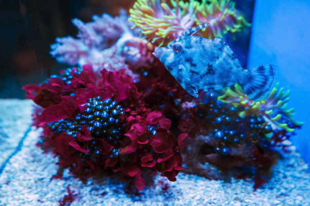 近距离观察毛囊棘鱼或Acreichthys tomentosus，通常被称为刚毛尾棘鱼图片下载