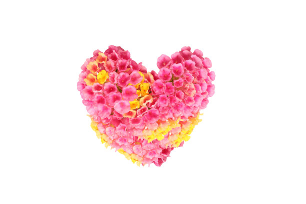 在白色背景上孤立的兰塔纳花的头状花序。图片下载