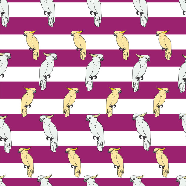 白色背景的热带鸟类鹦鹉图片下载