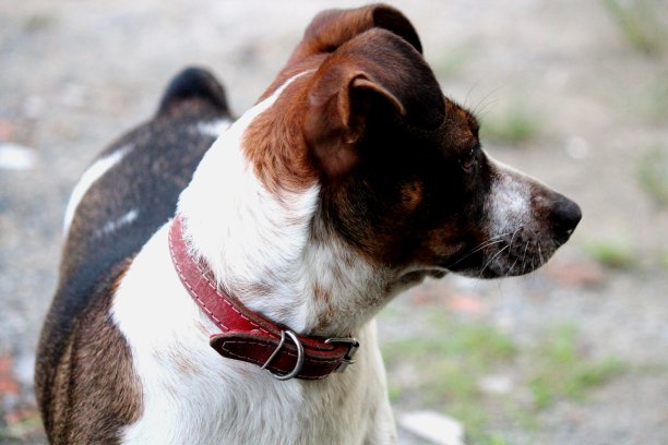 家犬狼疮图片下载