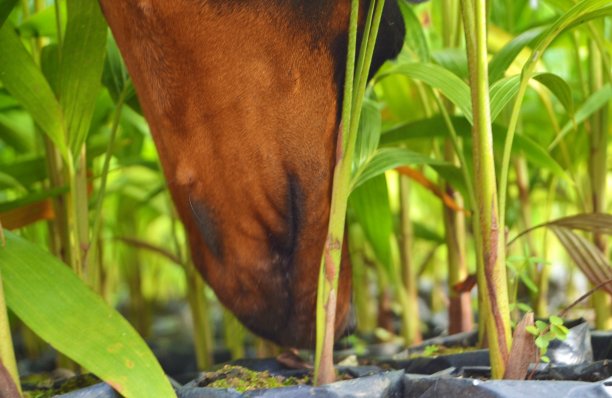 杜宾犬在闻植物图片下载