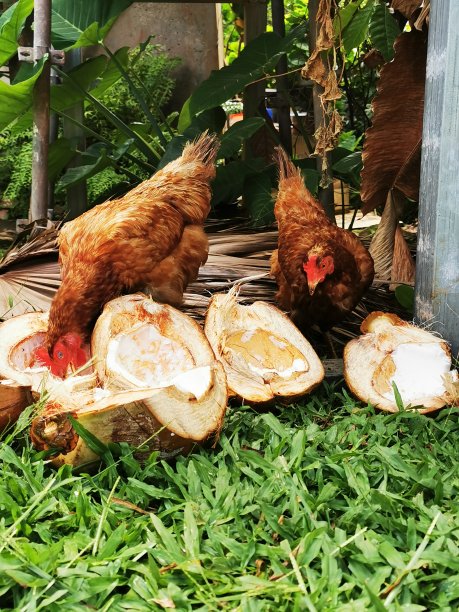 母鸡吃椰子图片下载