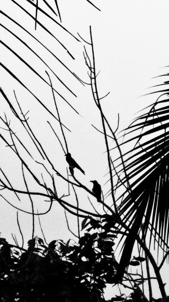 轮廓乌鸦图片下载