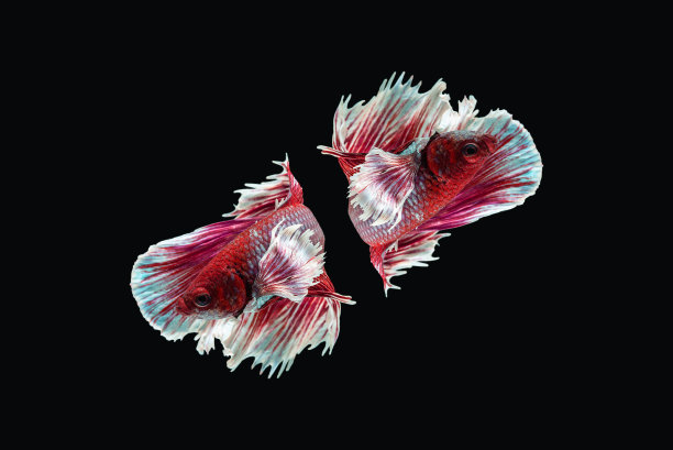 斗鱼在水中移动，孤立在黑色背景。双暹罗斗鱼红色花式颜色对称，在水中游泳动作壮观。图片下载