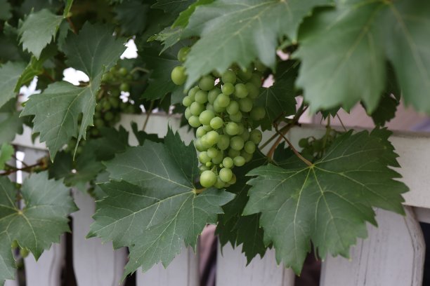 绿葡萄在家里的花园里成熟了图片下载