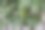 绿葡萄在家里的花园里成熟了图片下载