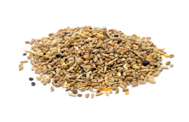 一堆混合的种子或鸽子混合食物在一个孤立的白色背景图片下载
