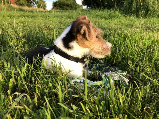 在草地上悠闲地遛狗，欣赏日落图片下载