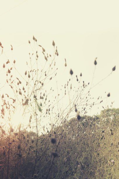 复古风格的野生干紫菀，花头和草在山上图片下载