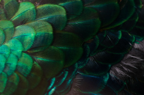 孔雀羽毛特写。宏观蓝色羽毛，羽毛，鸟，动物。宏观照片。图片下载