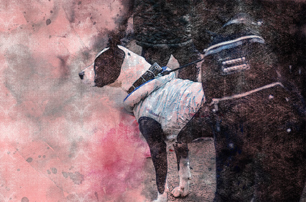 数字水彩画的美国斯塔福德郡梗图片下载