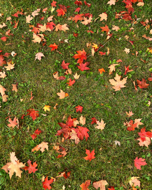 秋天的落叶图片下载