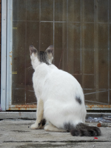 猫等在外面图片下载