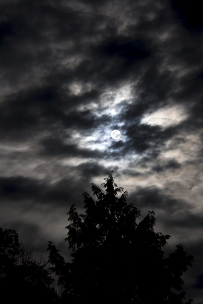 被多云的月光照亮的森林。图片下载