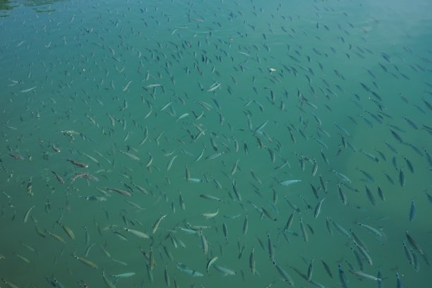 鱼的毯子图片下载