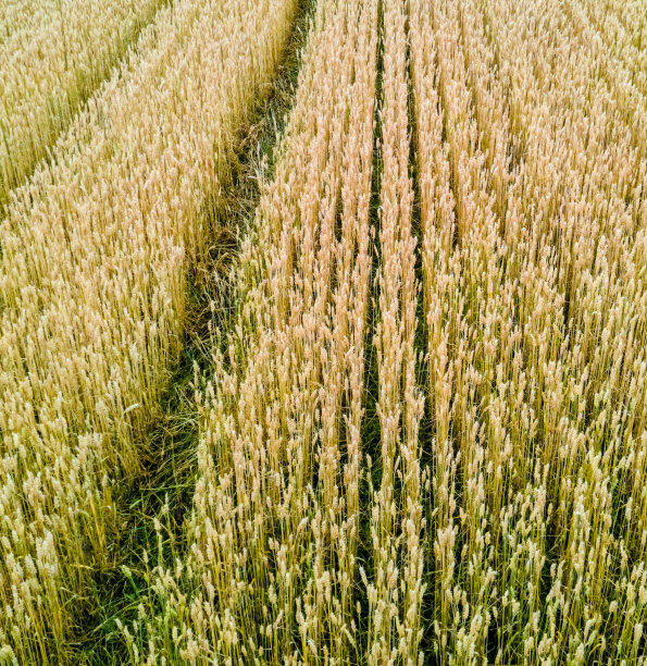 金色的麦田里有车轮的痕迹。准备好收成。图片下载