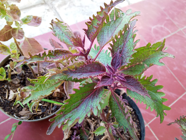 独特的绿红色植物与尖的叶子在黑色盆栽照片图片下载