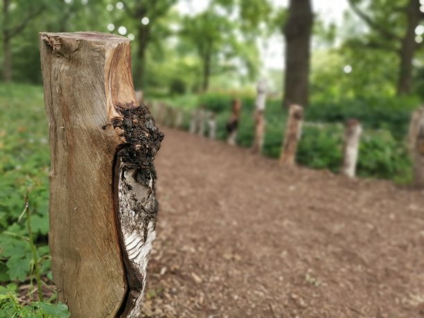 一个美好的周日早上，大众公园Düsseldorf的赤脚小路图片下载