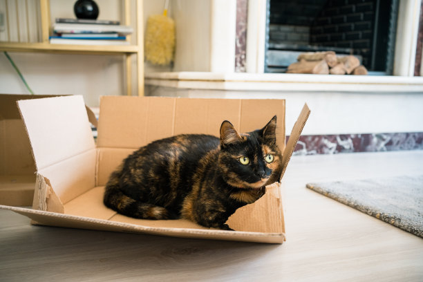 猫在盒子里图片下载