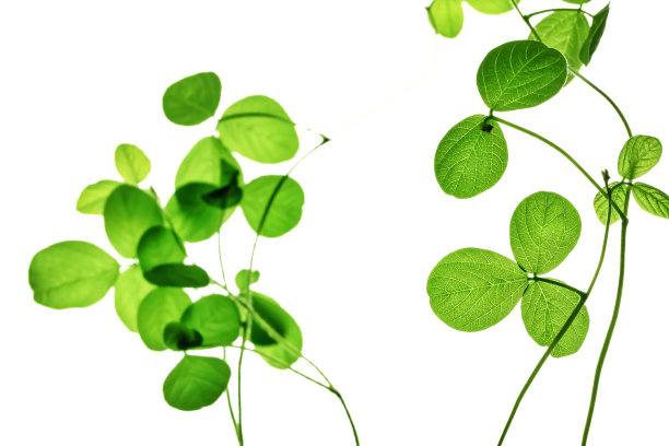 发芽的豆子。植物幼苗图片下载