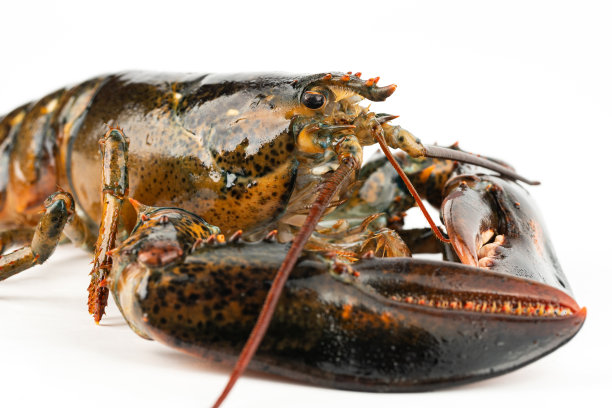 白色背景下的龙虾图片下载