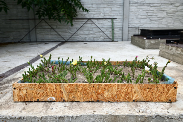 在混凝土块的户外土壤中种植五颜六色的野花图片下载