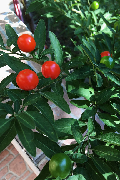 灌木树枝上成熟的、红色的、圆的浆果图片下载