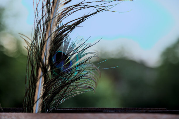 日落时护栏上的孔雀羽毛图片下载