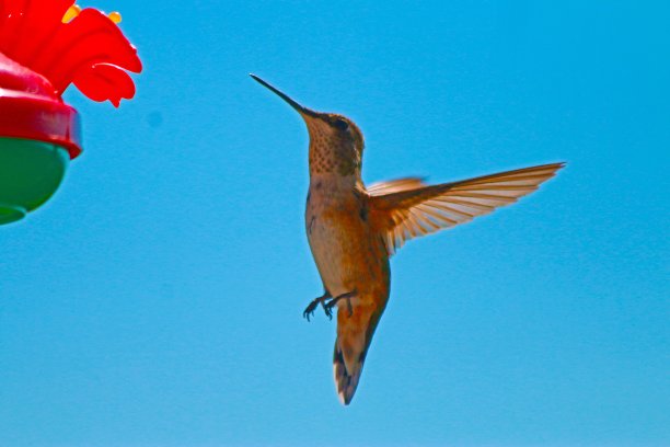 红褐色蜂鸟背景-股票照片图片下载
