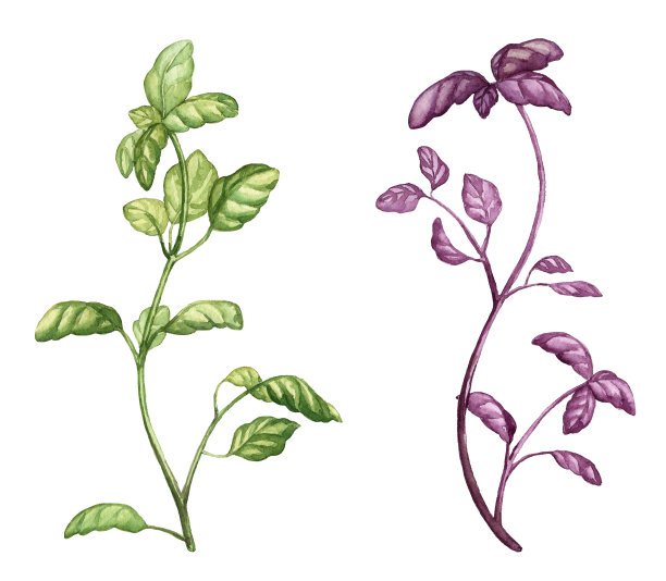 一组多汁、充满活力的罗勒树枝。烹饪的香料植物。绿色和紫色的罗勒叶图片下载