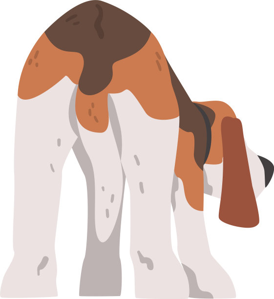 后视图小猎犬狗宠物动物猎犬图片下载