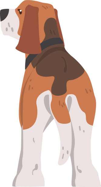 从后面看可爱的小猎犬宠物动物图片下载