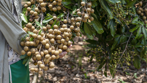 泰国的一个农场里，农民们正在种植龙眼。图片下载