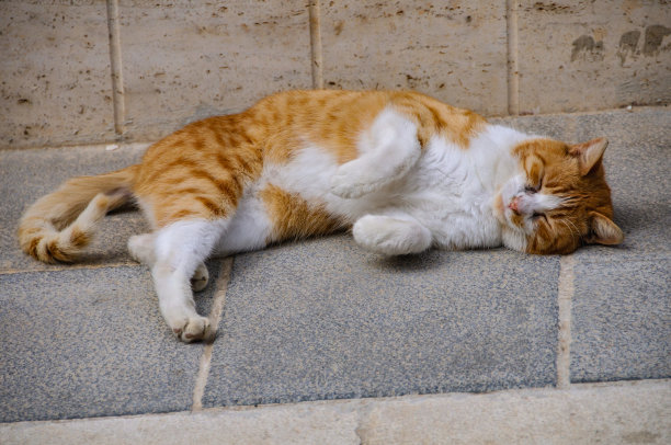 海关的猫图片下载