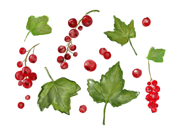 红醋栗的浆果和叶子在白色的背景上。水彩插图图片下载