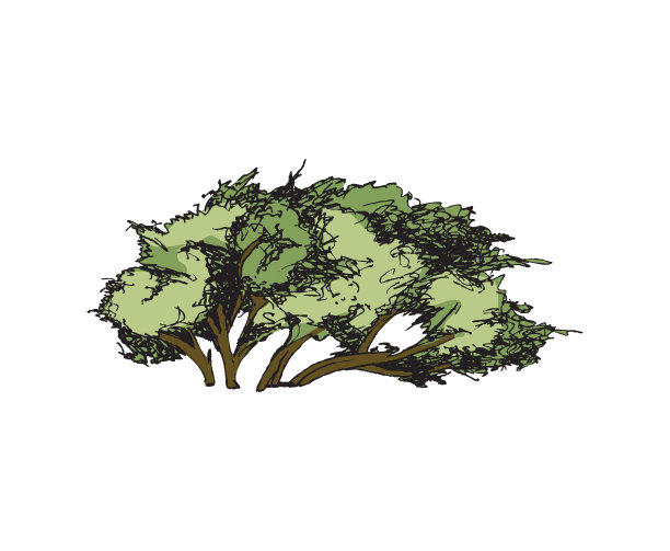 树与现实图片下载