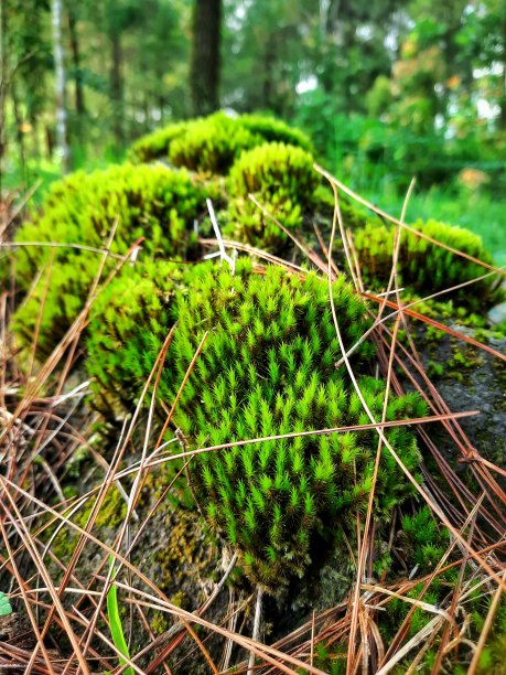 青苔丘图片下载