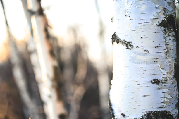 白桦与黑桦树干，树木在不同的焦点。桦木属森林图片下载