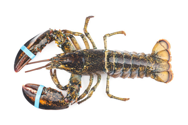 波士顿龙虾被隔离在白色背景上。图片下载