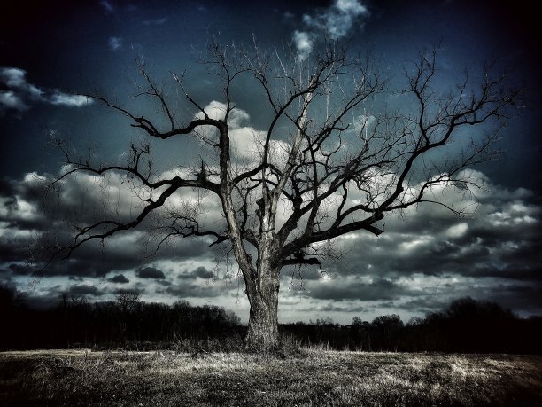 《暮光之城》图片下载