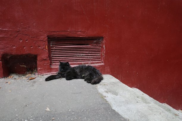 一只可爱的毛茸茸的黑猫躺在柏油路上睡觉，背景是一堵红墙。猫前视图人像图片下载