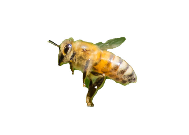 蜜蜂修剪路径工作室图片下载