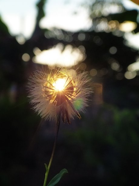 蒲公英图片下载