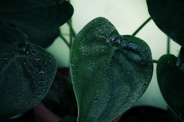 雨点落在桤木上图片下载